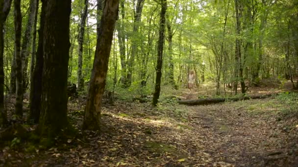 Woman running through the woods. He jumps over the tree. fitness athlete — Stock Video