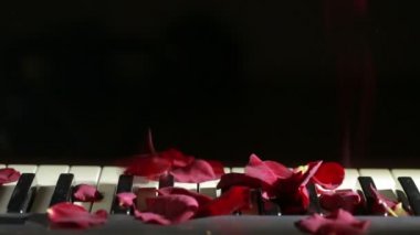 Piyano tuşlarını gül yaprakları. Siyah arka plan