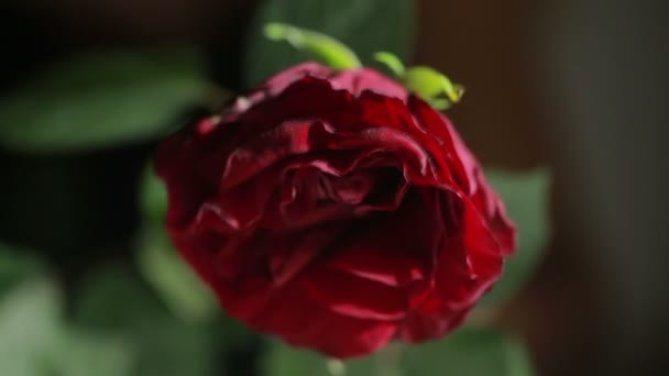 Mujer arranca pétalos de una rosa. molesto enojado destruye chica flor — Vídeos de Stock