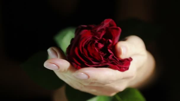 女人撕下的一朵玫瑰的花瓣。愤怒不安破坏花姑娘 — 图库视频影像