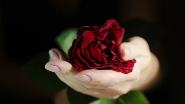 Mujer arranca pétalos de una rosa. molesto enojado destruye chica flor — Vídeos de Stock