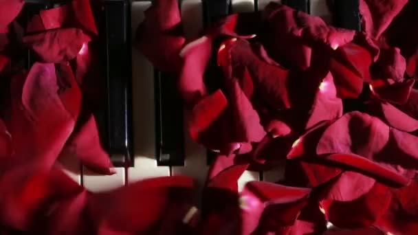 Petals of rose on piano keys. wind blows away the rose petals — Stock Video
