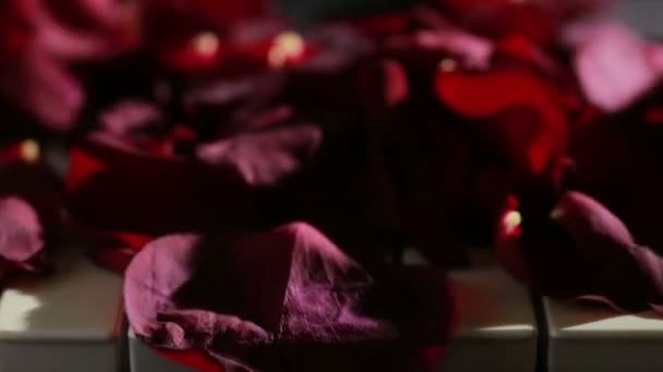 Des pétales de rose sur des touches de piano. vent souffle les pétales de rose — Video