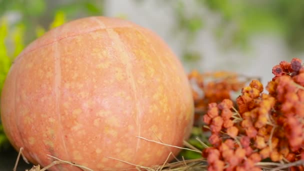 Zusammensetzung von Kürbissen und Herbstblumen und Beeren. Dankbarkeit und Höllenlärm — Stockvideo