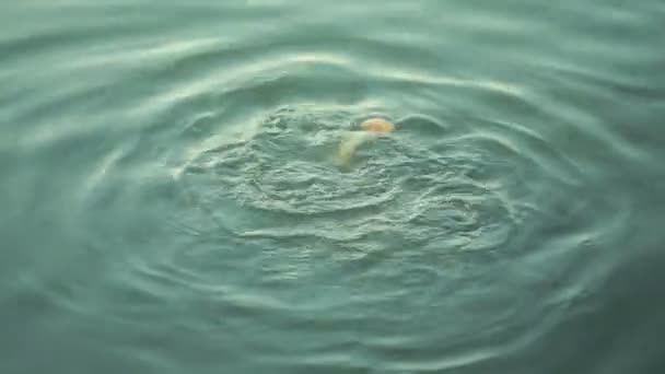 Fische im Teich fressen Brot. Fischfütterung — Stockvideo