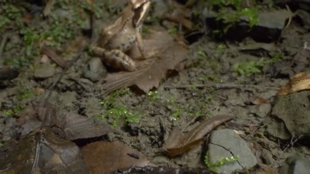 Super detailní záběr, detaily. žába Rana temporaria v lese mezi spadlými listy — Stock video