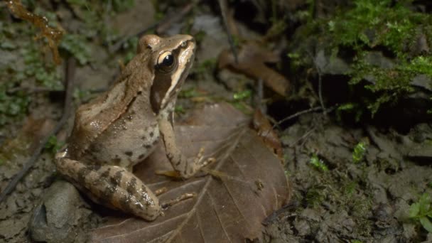 Super close-up, detalhes. rã Rana temporaria na floresta entre folhas caídas — Vídeo de Stock