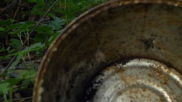 Nahaufnahme. Blechdose auf dem Gras im Wald. Umweltverschmutzung — Stockvideo