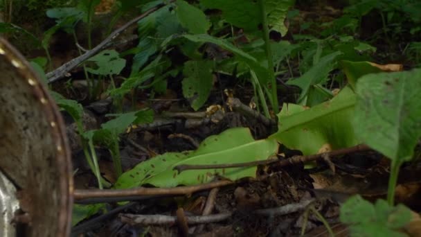 Close-up. lata de estanho na grama na floresta. problemas de poluição ambiental — Vídeo de Stock