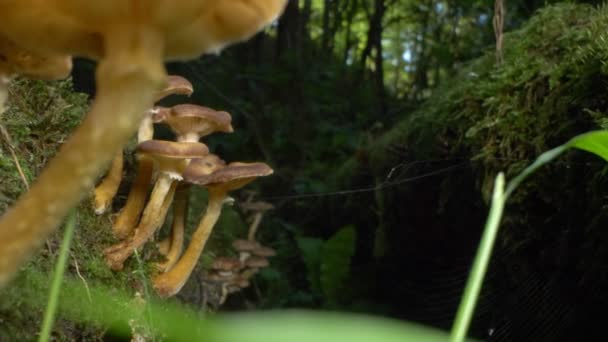 Macro photography, detail. false honey mushrooms on a log in the forest — Stock Video