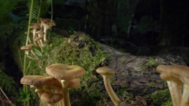 Fotografia macro, detalhe. cogumelos de mel falsos em um log na floresta — Vídeo de Stock