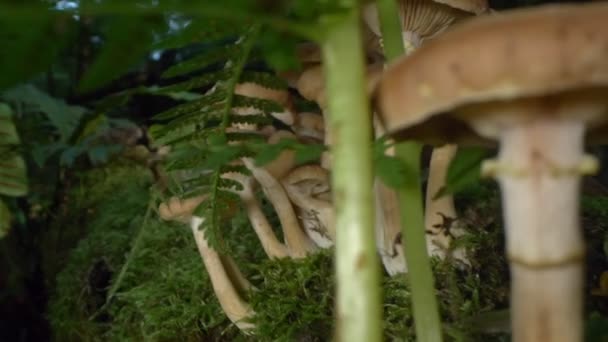Makro fotografia, szczegóły. sztuczne grzyby miodowe na pniu w lesie — Wideo stockowe