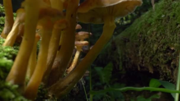 Macro fotografía, detalle. las setas falsas de miel en el tronco en el bosque — Vídeos de Stock