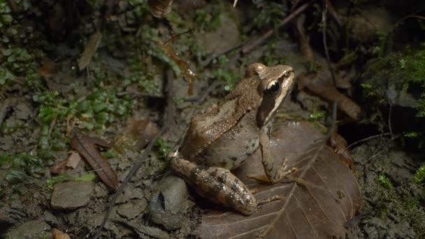 Super primer plano, detalles. rana Rana temporaria en el bosque entre hojas caídas — Vídeos de Stock