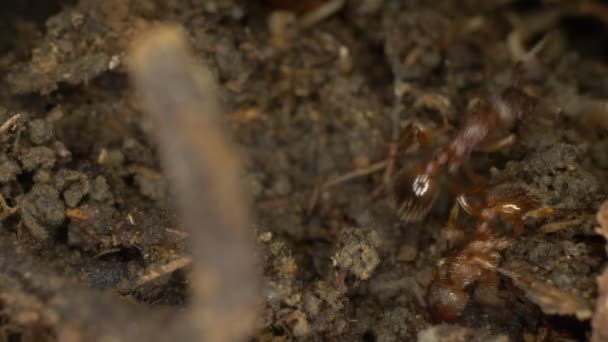 Süper yakın plan, detaylı. Karınca yuvasında kahverengi karıncalar. Boşluğu kopyala — Stok video