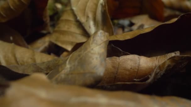 Super-Nahaufnahme, detailliert. Rossula-Pilze im fallenden Herbstlaub — Stockvideo