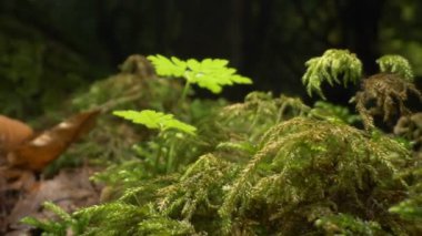 Süper yakın plan, detaylı. Ormandaki bir kütükte yeşil yosun