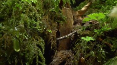 Süper yakın plan, detaylı. Ormandaki bir kütükte yeşil yosun