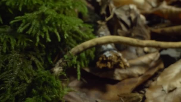 Super close-up, detailed. russula mushrooms in fallen autumn foliage — Stock Video