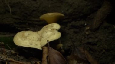 Süper yakın plan, detaylı. Sonbahar yeşilliklerinde russula mantarları