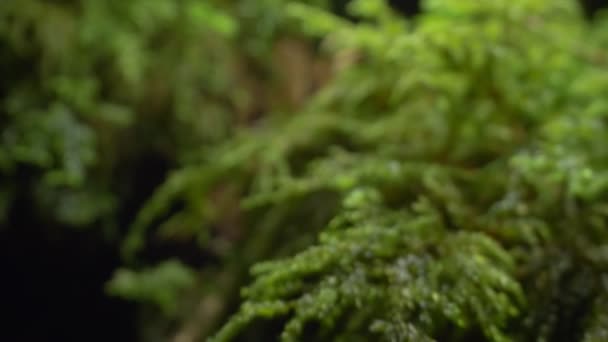 Super close-up, detailed. green moss on a log in the forest — Stock Footage Super close-up, detailed. green moss on a log in the forest Royalty Free Stock Video