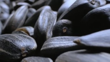 Son derece yakın plan, detaylı. Bir avuç siyah tohum. Boşluğu kopyala