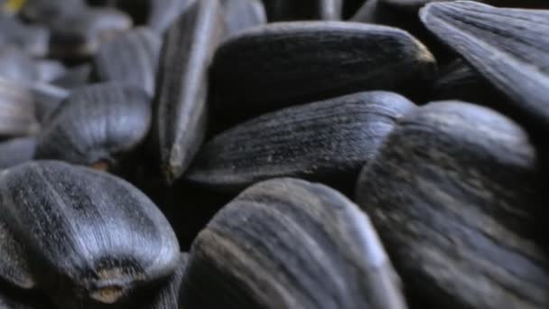 Extremely close-up, detailed. a bunch of black seeds. copy space — Stock Video