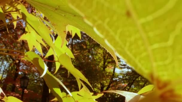 Hermoso fondo de otoño. un primer plano extremo. hojas de arce amarillo. resplandor solar — Vídeos de Stock