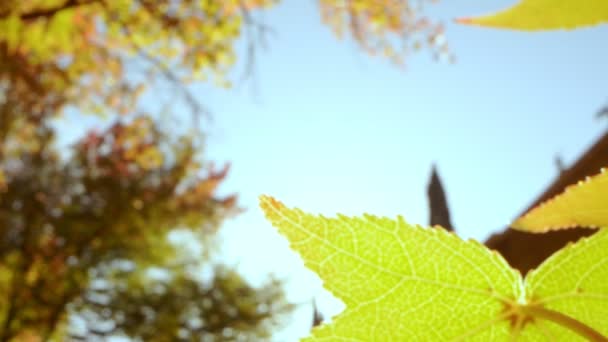 Piękne jesienne tło. ekstremalne zbliżenie. żółte liście klonu. promienie słoneczne — Wideo stockowe