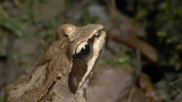 Super close-up, details. kikker Rana temporaria in het bos tussen gevallen bladeren — Stockfoto