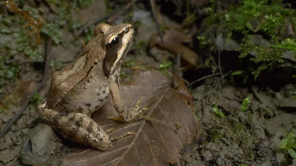 Super close-up, details. frog Rana temporaria in the forest among fallen leaves — Stock Photo, Image