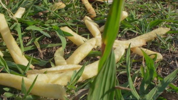 Super close-up, details. discarded French fries in green grass in a clearing — Stock Photo, Image