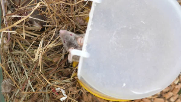 Papá ratón se queda dormido a mamá ratón con ratones recién nacidos en el heno en una jaula. — Foto de Stock