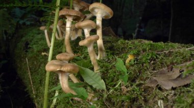 Makro fotoğrafçılık, detay. Ormandaki bir kütükte sahte bal mantarları