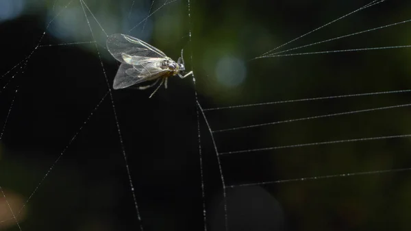 Makro-Shooting, Detail. Fliege steckt im Netz im Wald fest — Stockfoto