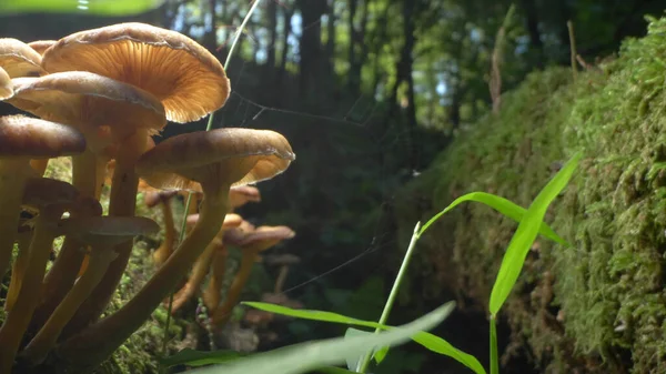 Macro photography, detail. false honey mushrooms on a log in the forest — Stock Image Macro photography, detail. false honey mushrooms on a log in the forest Stock Photo