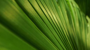 Son derece yakın plan, detaylı. Palmiye yaprakları. soyut doğal arkaplan