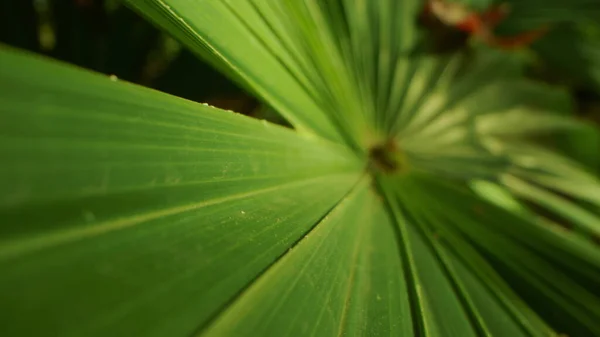 非常密切的，详细的。棕榈叶。抽象的自然背景 — 图库照片