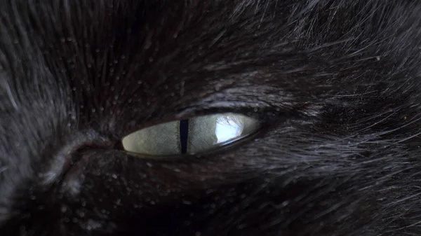 Extremely close-up, detailed, green eye of a black cat — Stock Photo, Image