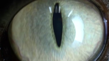 Son derece yakın, detaylı, siyah bir kedinin yeşil gözü.