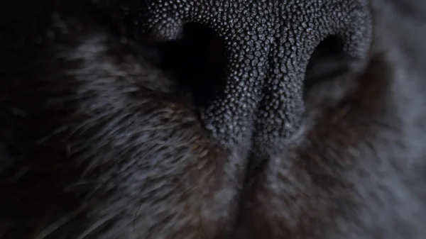 Extremo close-up, detalhado. Nariz preto de gato. espaço de cópia — Fotografia de Stock