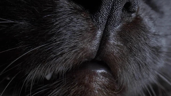 Extreme close-up, detailed. black cat nose. copy space
