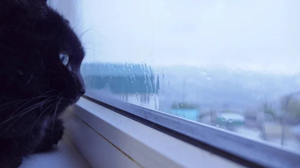 Primer plano de la cara de un gato negro mirando por la ventana detrás de la cual llueve —  Fotos de Stock