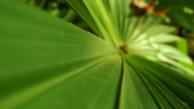 Son derece yakın plan, detaylı. Palmiye yaprakları. soyut doğal arkaplan