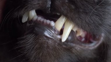 Son derece yakın plan, detaylı. Beyaz dişli, sırıtan siyah bir kedi.
