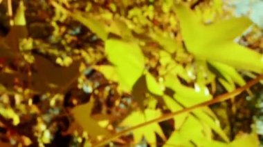 Güzel bir sonbahar arkaplanı. Aşırı yakın çekim. Sarı akçaağaç yaprakları. Güneş parlıyor