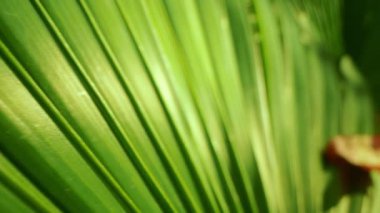 Son derece yakın plan, detaylı. Palmiye yaprakları. soyut doğal arkaplan