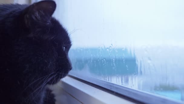Close-up of the face of a black cat looking out the window behind which it is raining — Stock Video