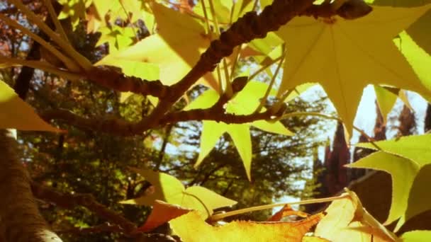 Schöner Herbsthintergrund. Extreme Nahaufnahme. gelbe Ahornblätter. Sonneneinstrahlung — Stockvideo