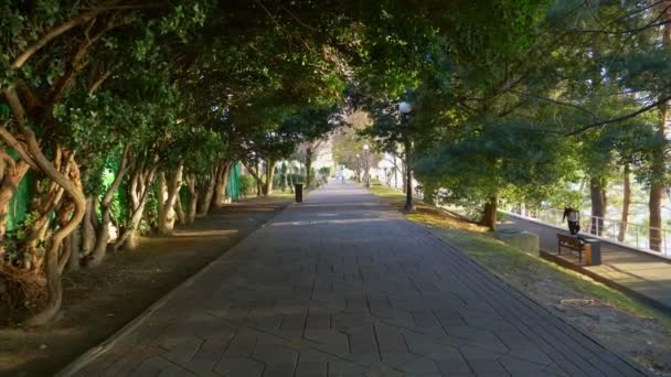 Voûte de feuillage vert d'arbres au-dessus de la ruelle piétonne par une journée d'été claire — Video